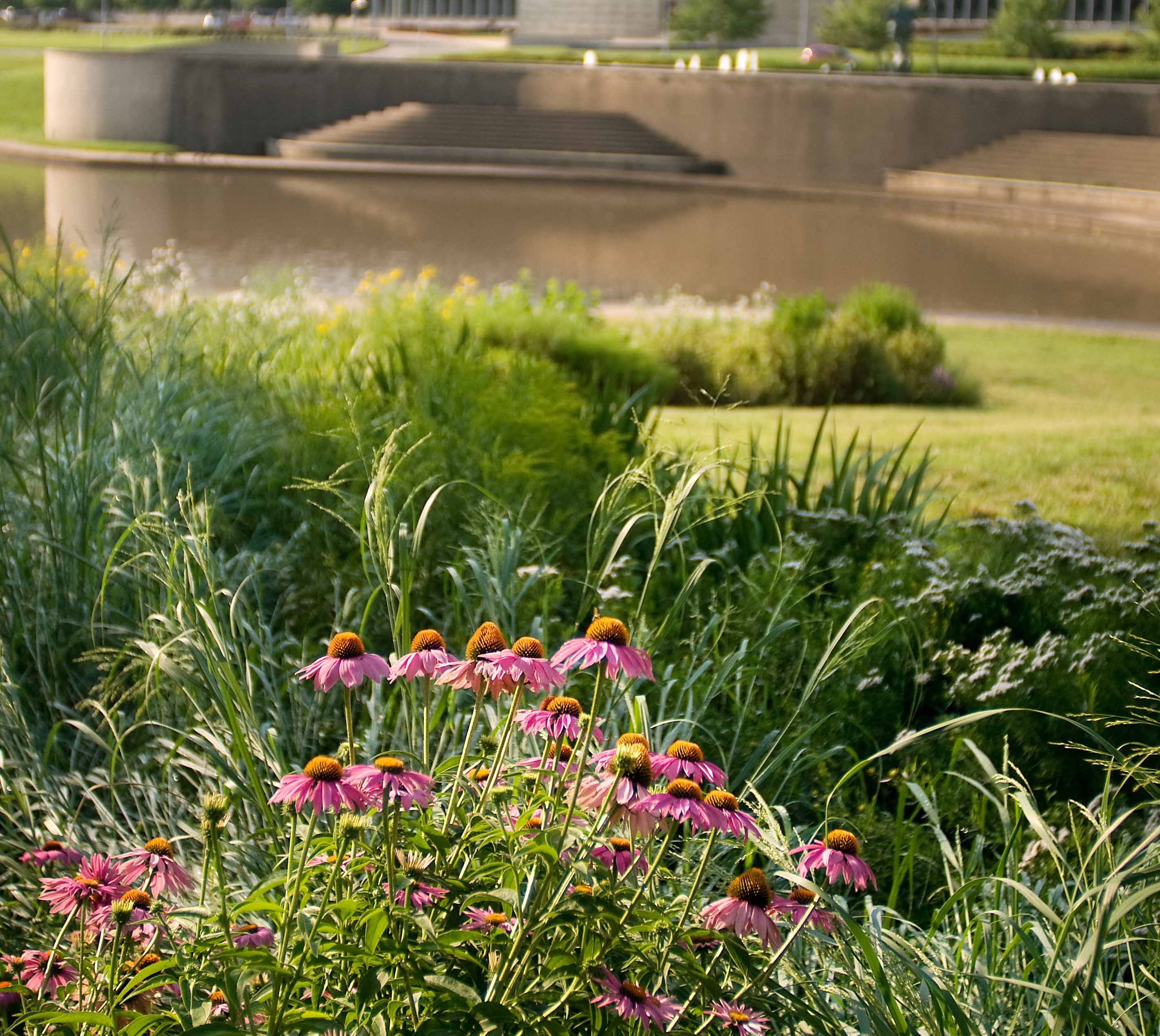Art Institute Rain Garden